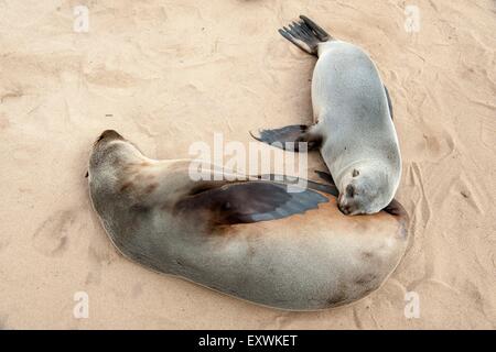 Brown fur seal pup nourrit sa mère, Cape Cross, Namibia Banque D'Images