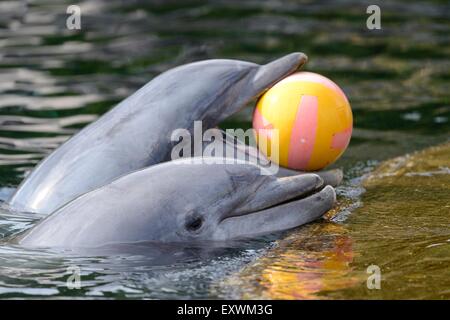 Deux grands dauphins communs Playing with ball dans l'eau Banque D'Images