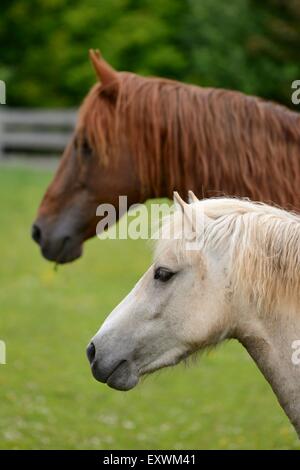 Cheval et poney côte à côte Banque D'Images