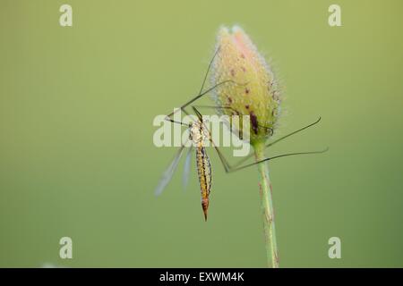 Cranefly sur un chiot de maïs bud Banque D'Images