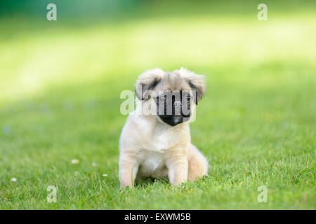 Chug (Chihuahua pug et mix) de chien sur un pré Banque D'Images