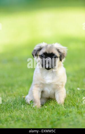 Chug (Chihuahua pug et mix) de chien sur un pré Banque D'Images