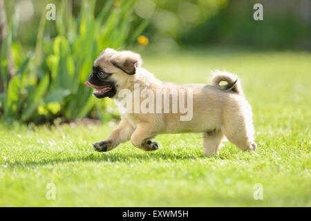 Chug (Chihuahua pug et mix) de chien sur un pré Banque D'Images