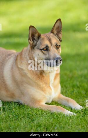 Chien de race mixte, couché sur un pré Banque D'Images