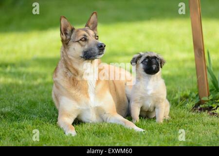 Deux chiens de race mixte sur un pré Banque D'Images