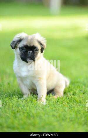 Chug (Chihuahua pug et mix) de chien sur un pré Banque D'Images