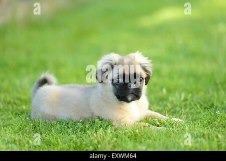 Chug (Chihuahua pug et mix) de chien sur un pré Banque D'Images