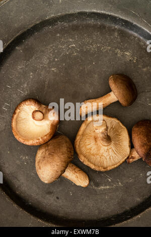 Champignons shiitake frais dans moody lumière naturelle avec style vintage Banque D'Images