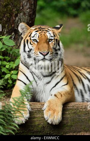 Siberian Tiger sur le terrain Banque D'Images