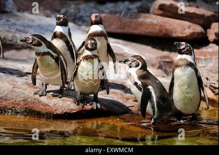 Les pingouins de Humboldt au bord d'un plan d'eau Banque D'Images