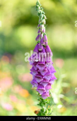 Close-up of a common foxglove blossom Banque D'Images