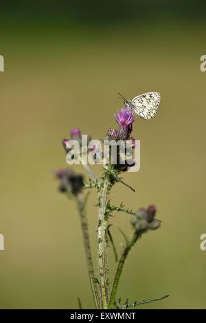 Marbré de blanc sur un chardon Banque D'Images