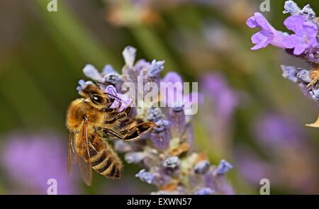 Abeille sur fleur de lavande Banque D'Images