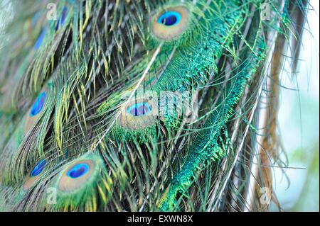 Les plumes de paons bleu Banque D'Images