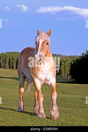 Hongre cheval belgique standing in meadow, portrait Banque D'Images