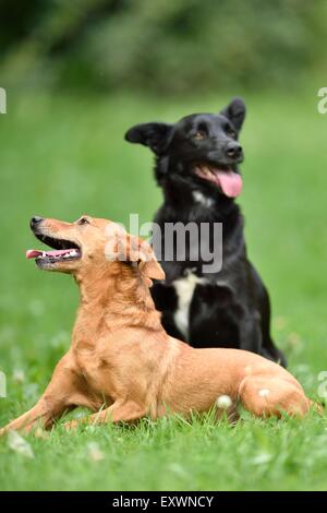 Deux chiens de race mixte sur un pré Banque D'Images