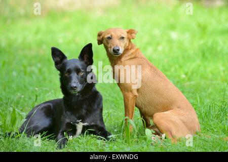 Deux chiens de race mixte sur un pré Banque D'Images