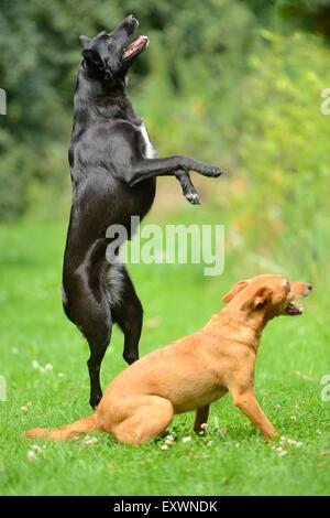 Deux chiens de race mixte sur un pré Banque D'Images