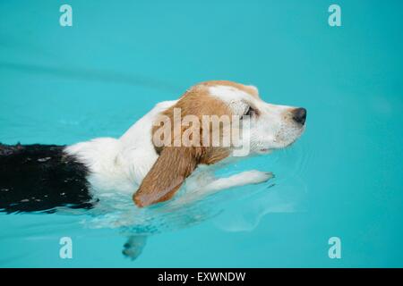 Beagle de nager dans une piscine Banque D'Images