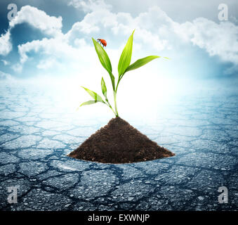 Green plant growing trough dead soil Banque D'Images