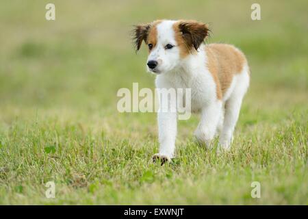 Kooikerhondje dog puppy exécuté sur un pré Banque D'Images