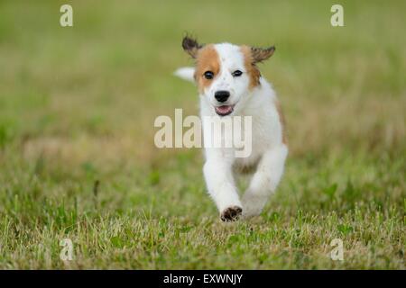 Kooikerhondje dog puppy exécuté sur un pré Banque D'Images