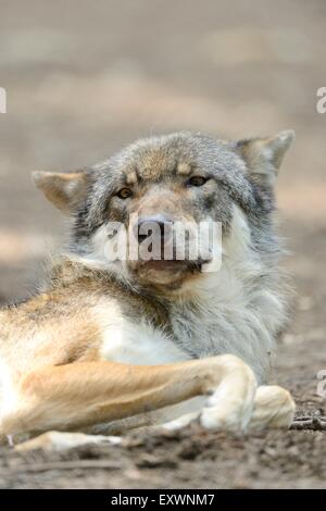 Portrait d'un Loup gris Banque D'Images