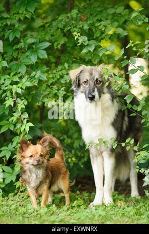 Chien de race mixte et de Chihuahua en forêt, Haut-Palatinat, Bavaria, Germany, Europe Banque D'Images