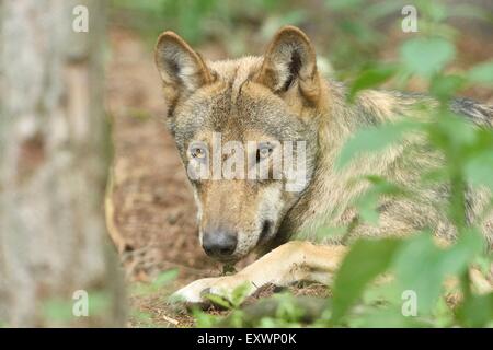 Loup eurasien couché dans une forst Banque D'Images