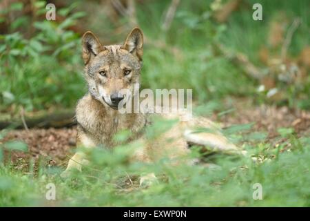 Loup eurasien couché dans une forst Banque D'Images