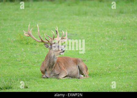 Red Deer mâle allongé sur un pré Banque D'Images