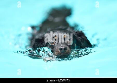 Mixed breed dog de nager dans une piscine Banque D'Images