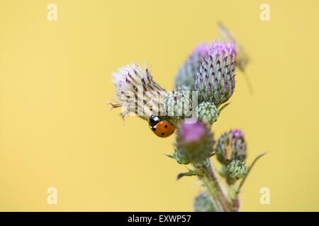 7-spot ladybird sur un chardon Banque D'Images