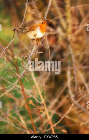 Belle robin à la recherche de nourriture des oiseaux Banque D'Images