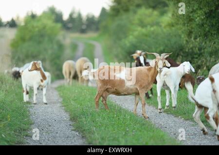 Groupe des chèvres Boer et elle eps, Haut-Palatinat, Bavaria, Germany, Europe Banque D'Images