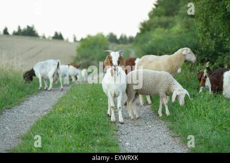 Groupe des chèvres Boer et elle eps, Haut-Palatinat, Bavaria, Germany, Europe Banque D'Images