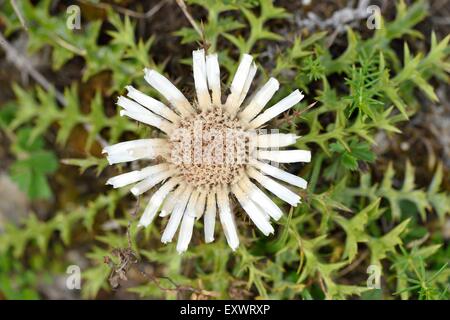 Fleur d'un chardon argenté Carlina, mastics, Haut-Palatinat, Bavaria, Germany, Europe Banque D'Images