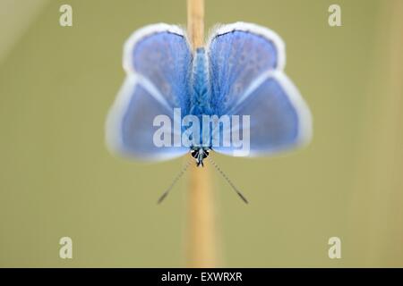 Polyommatus icarus, BLEU commun, Haut-Palatinat, Bavaria, Germany, Europe Banque D'Images