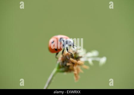 7-spot ladybird, Coccinella septempunctata, Haut-Palatinat, Bavaria, Germany, Europe Banque D'Images