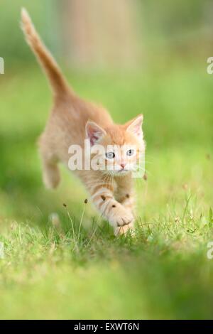 Chaton Chat domestique fonctionnant sur un pré Banque D'Images