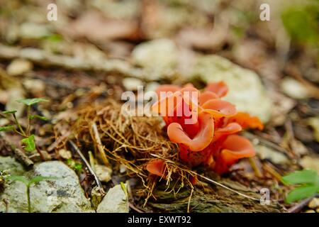 Champignons sur sol de la forêt, le Saucet, Bretonvillers, Franke-Comte, France, Europe Banque D'Images