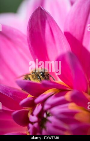 Abeille sur un dahlia Banque D'Images