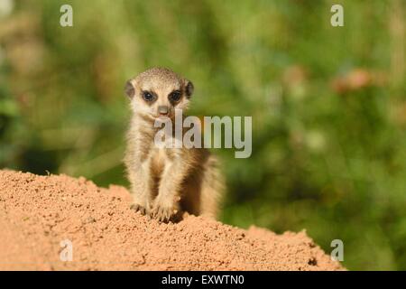 Meerkat youngster Banque D'Images