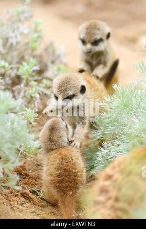 Jeunes suricates Banque D'Images