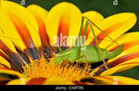 Les jeunes Grand Green Bush-Cricket sur fleur Banque D'Images