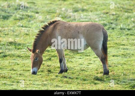 Przewalskis Equus ferus przewalskii, cheval, Bavaria, Germany, Europe Banque D'Images