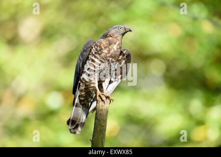 Buzzard Pernis apivorus, miel, Bavaria, Germany, Europe Banque D'Images