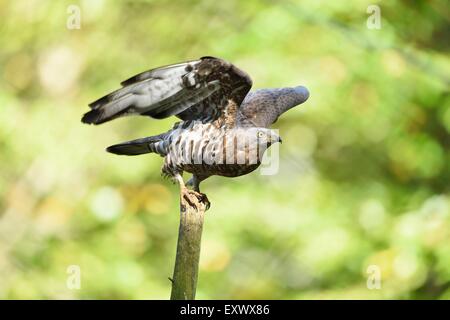 Buzzard Pernis apivorus, miel, Bavaria, Germany, Europe Banque D'Images