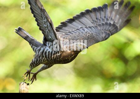 Buzzard Pernis apivorus, miel, Bavaria, Germany, Europe Banque D'Images