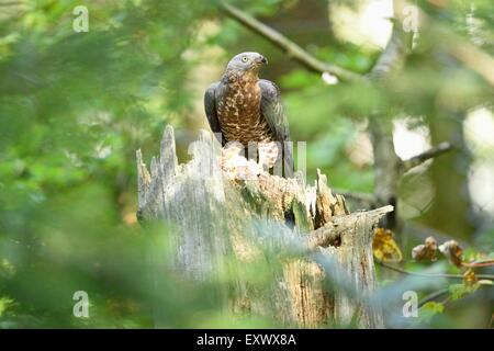 Buzzard Pernis apivorus, miel, Bavaria, Germany, Europe Banque D'Images